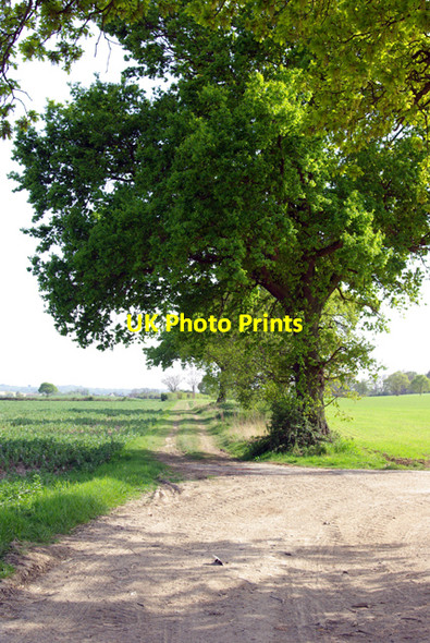 Photo 6"x4" Footpath towards The Century Farm Reading Street\/TQ9230 c2007