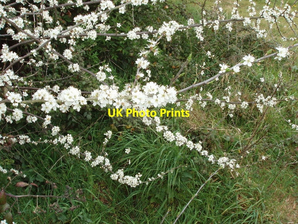 Photo 6"x4" Blackthorn blossoms Newton Abbot c2007