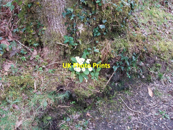 Photo 6"x4" Primrose and ivy on tree bole Alfardisworthy c2007
