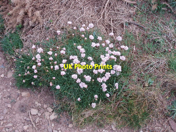 Photo 6"x4" Thrift by Northcott Mouth Bude\/SS2106 c2007