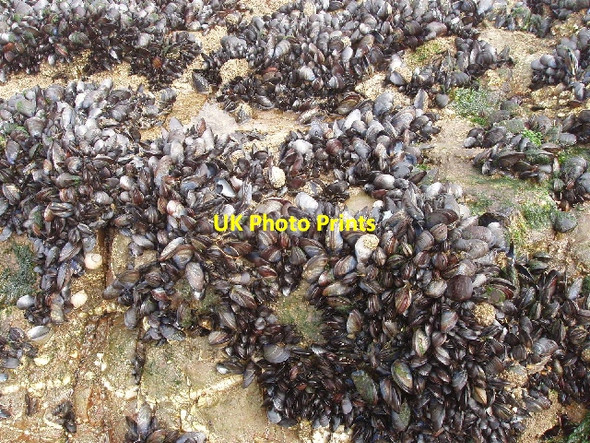 Photo 6"x4" Mussels near Menachurch Point Bude\/SS2106 c2007