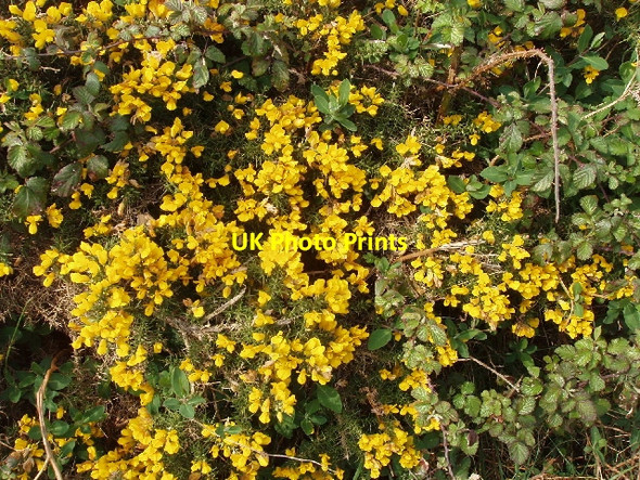 Photo 6"x4" Gorse on Penhalt Cliff Wanson c2007