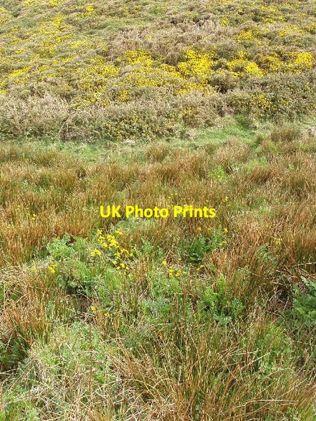 Photo 6"x4" Marsh marigolds and gorse by coastal path Crosstown\/SS2015 c2007