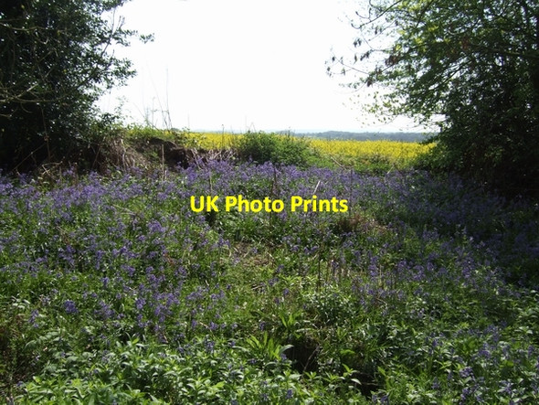 Photo 6"x4" New Spring Colour Linley\/SO6898 c2007