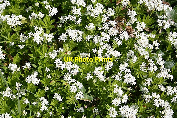 Photo 6"x4" Woodruff (Galium odoratum) Knockbog c2007