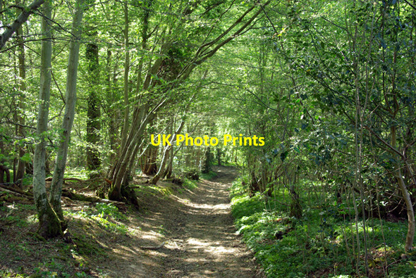 Photo 6"x4" Path in Marline Wood Green Street\/TQ7611 c2007