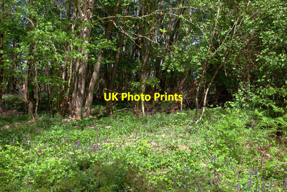 Photo 6"x4" Orchids on Horsham Stone Monk's Gate c2007