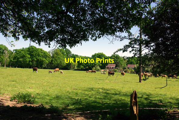 Photo 6"x4" Cows and calves Monk's Gate c2007