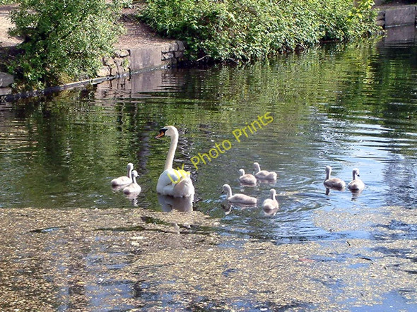Photo 6"x4" Swan with eight cygnets Romiley c2004