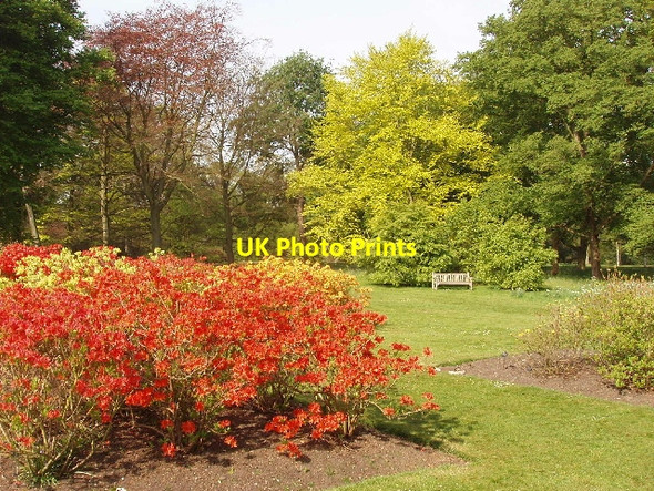 Photo 6"x4" Azaleas at Kew Gardens Brentford c2007