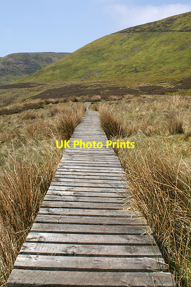 Photo 6"x4" Duck boards Sykes\/SD6351 c2007