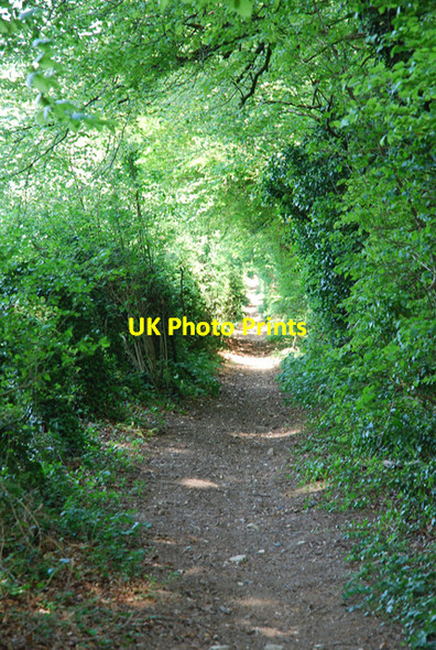 Photo 6"x4" Shaded bridleway to Charlton Marshall Lower Whatcombe c2007