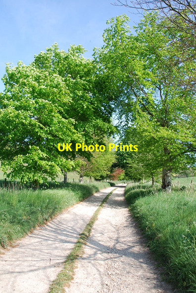 Photo 6"x4" Lane to Keepers Cottage Lower Whatcombe c2007