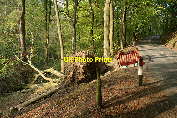 Photo 6"x4" Fallen Tree Whitewell\/SD6546 c2007