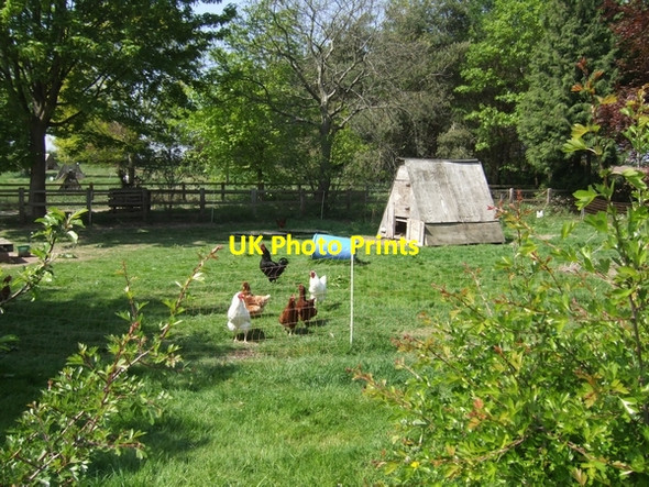 Photo 6"x4" Free Range Hens Morville Heath c2007