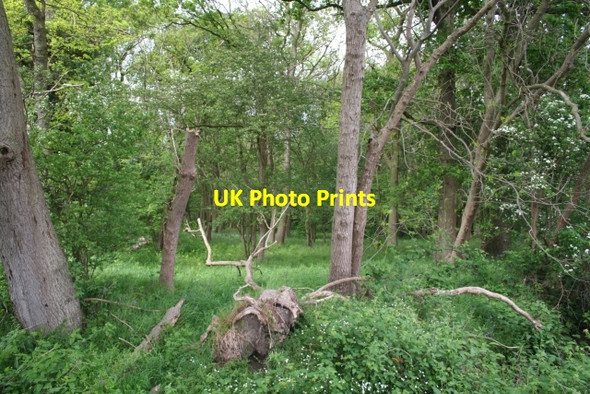 Photo 6"x4" Woodland near Woodend Farm Marl Bank c2007