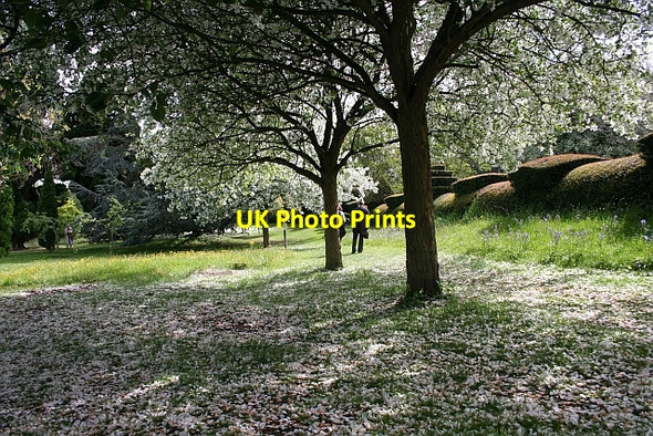 Photo 6"x4" Petal Strewn Garden of Little Malvern Court Little Malvern c2007