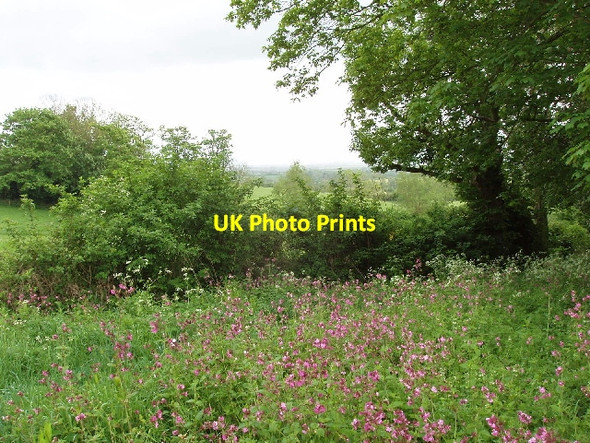 Photo 6"x4" Path with patch of red campion Oving\/SP7821 c2007
