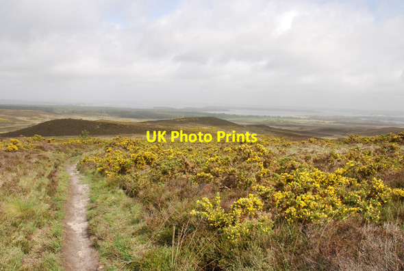 Photo 6"x4" Footpath leading across Godlingston Heath Studland c2007