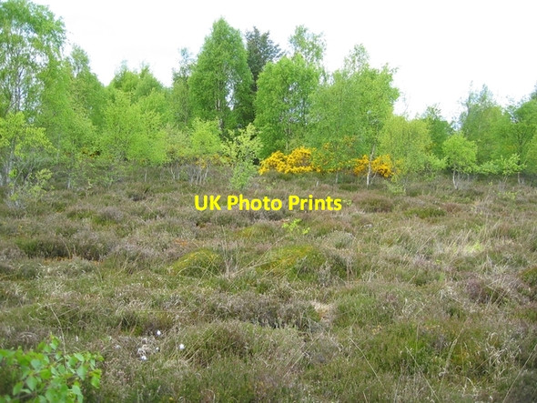 Photo 6"x4" Culloden Muir Balloch\/NH7346 c2007