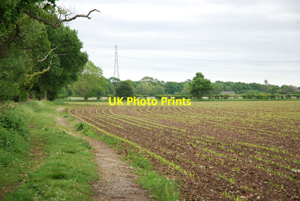 Photo 6"x4" New growth beside Trail Hampreston c2007