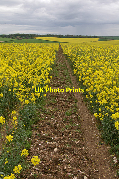 Photo 6"x4" Bridleway to Parsonage Farm Binbrook c2007