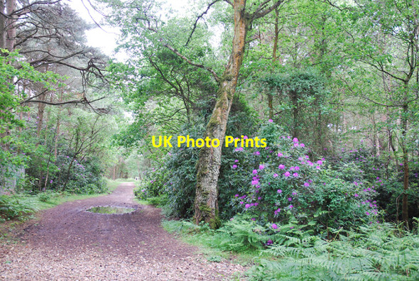 Photo 6"x4" Wooded area on Canford Heath Knighton\/SZ0497 c2007