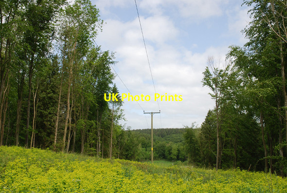 Photo 6"x4" Break in Whatcombe Wood Winterborne Clenston c2007