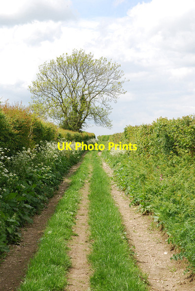 Photo 6"x4" Track to Ibberton Hill from South Down Ibberton c2007