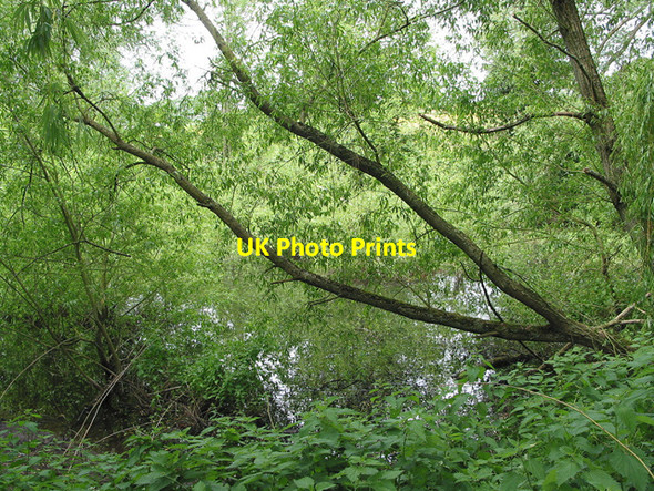 Photo 6"x4" Lough Pool Upper Grove Common c2007