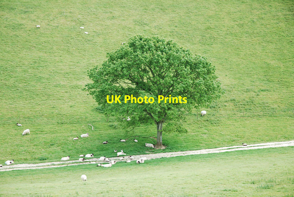 Photo 6"x4" Tree surrounded by sheep on South Down Turnworth c2007