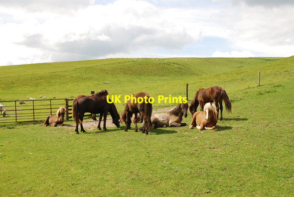 Photo 6"x4" Horses in Coombe Bottom Turnworth c2007