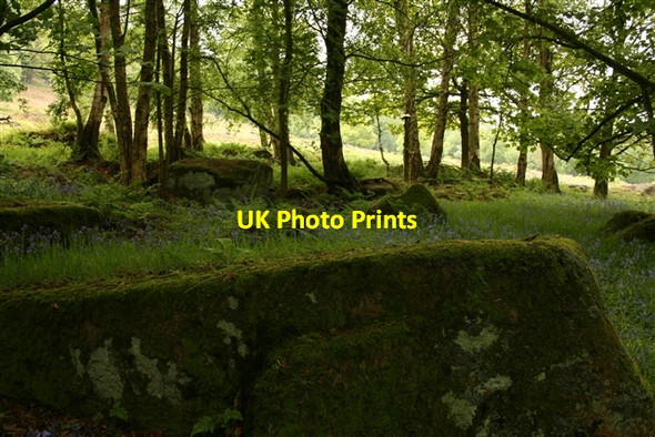Photo 6"x4" Grove on the edge of Woolwich Wood Low Laithe\/SE1963 c2007