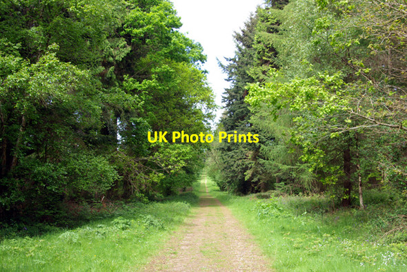Photo 6"x4" Ride in West Wood Lymbridge Green c2007