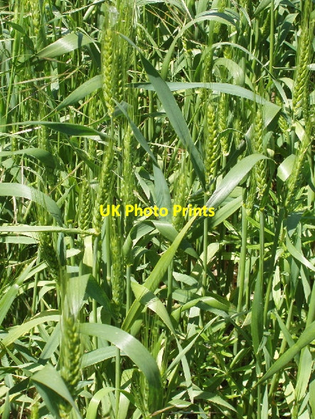 Photo 6"x4" Green ears of wheat Sutton\/SP4106 c2007