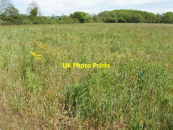 Photo 6"x4" Wheatfield with wild flowers West End\/SP4204 c2007