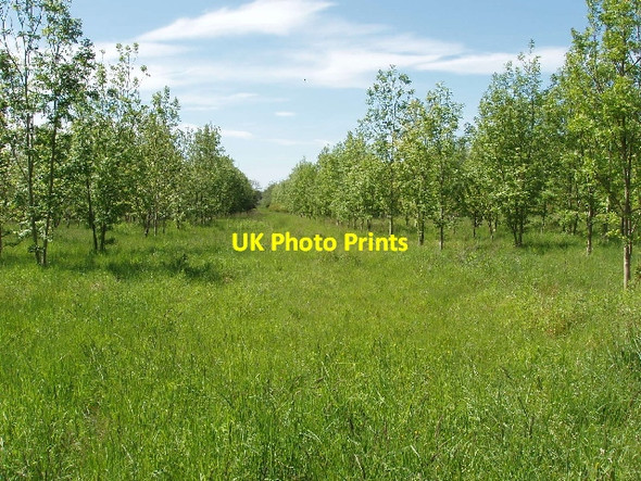 Photo 6"x4" Plantation of young trees Blackditch c2007