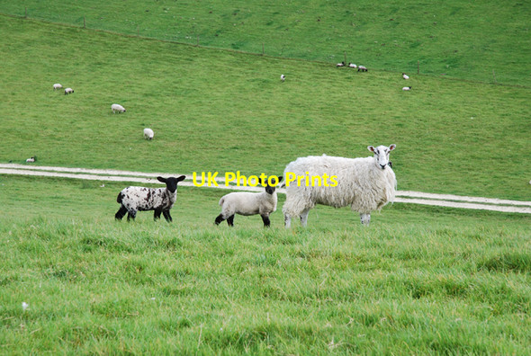 Photo 6"x4" Sheep grazing on South Down Hedge End\/ST8206 c2007