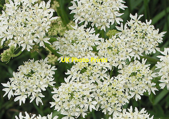 Photo 6"x4" Cow parsley Aston Crews c2007