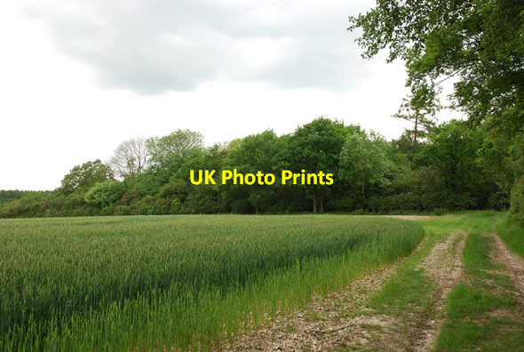 Photo 6"x4" Parsonage Down Clump Little Langford\/SU0436 c2007
