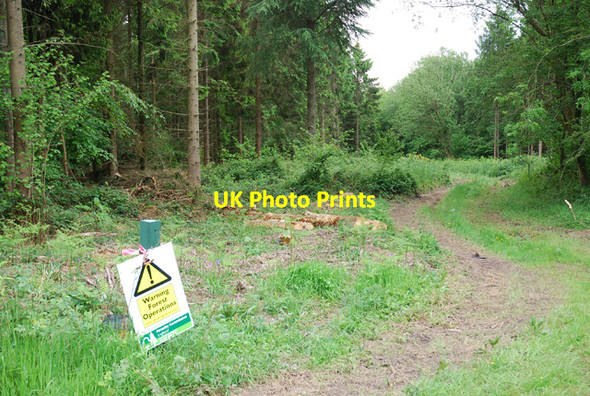 Photo 6"x4" Forestry work at Baverstock Long Coppice Little Langford\/SU0436 c2007