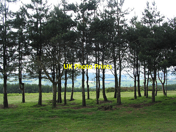 Photo 6"x4" Young conifers on May Hill Dursley Cross c2007