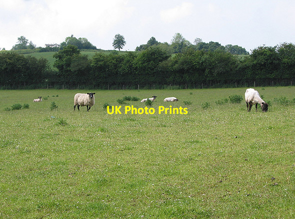 Photo 6"x4" Grazing land near Lower House Perrystone Hill c2007
