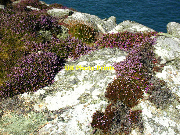 Photo 6"x4" St David's Head  heather on cliff edge Rhosson c2002