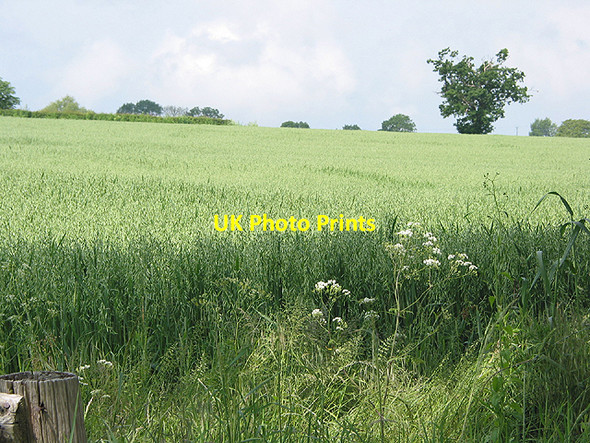 Photo 6"x4" Field of oats Bodenham Bank c2007