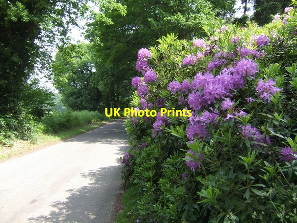 Photo 6"x4" Lizard Hill Crackleybank c2007
