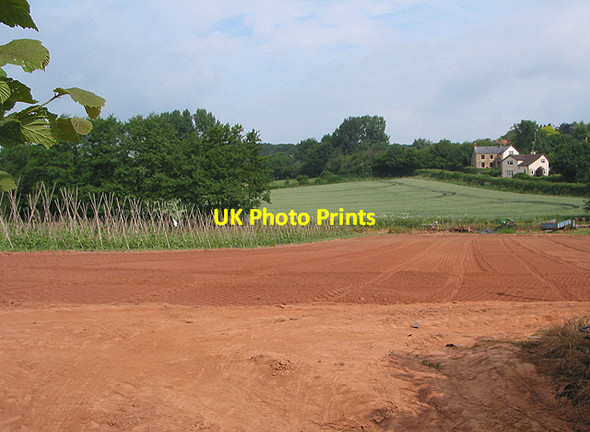 Photo 6"x4" Soft fruit canes on rich red field, near Gorsley Gorsley Common c2007