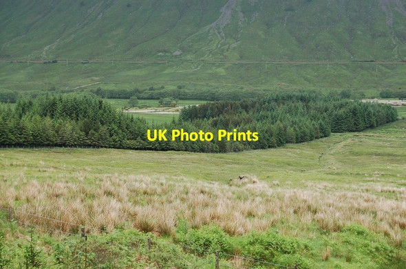 Photo 6"x4" Stand of trees at Auch Coille Bhreac-liath c2007