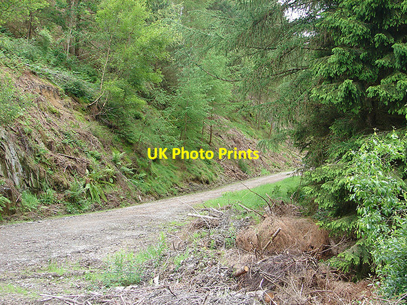 Photo 6"x4" Forestry track at Fedw Sidan Pennant\/SN8797 c2007