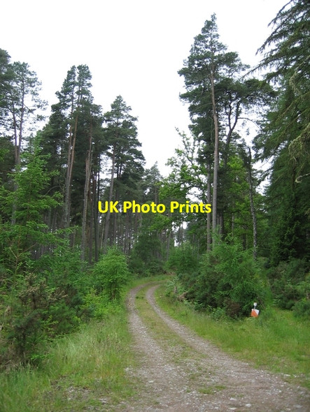 Photo 6"x4" Track in Gallowhill Wood Balgunearie c2007